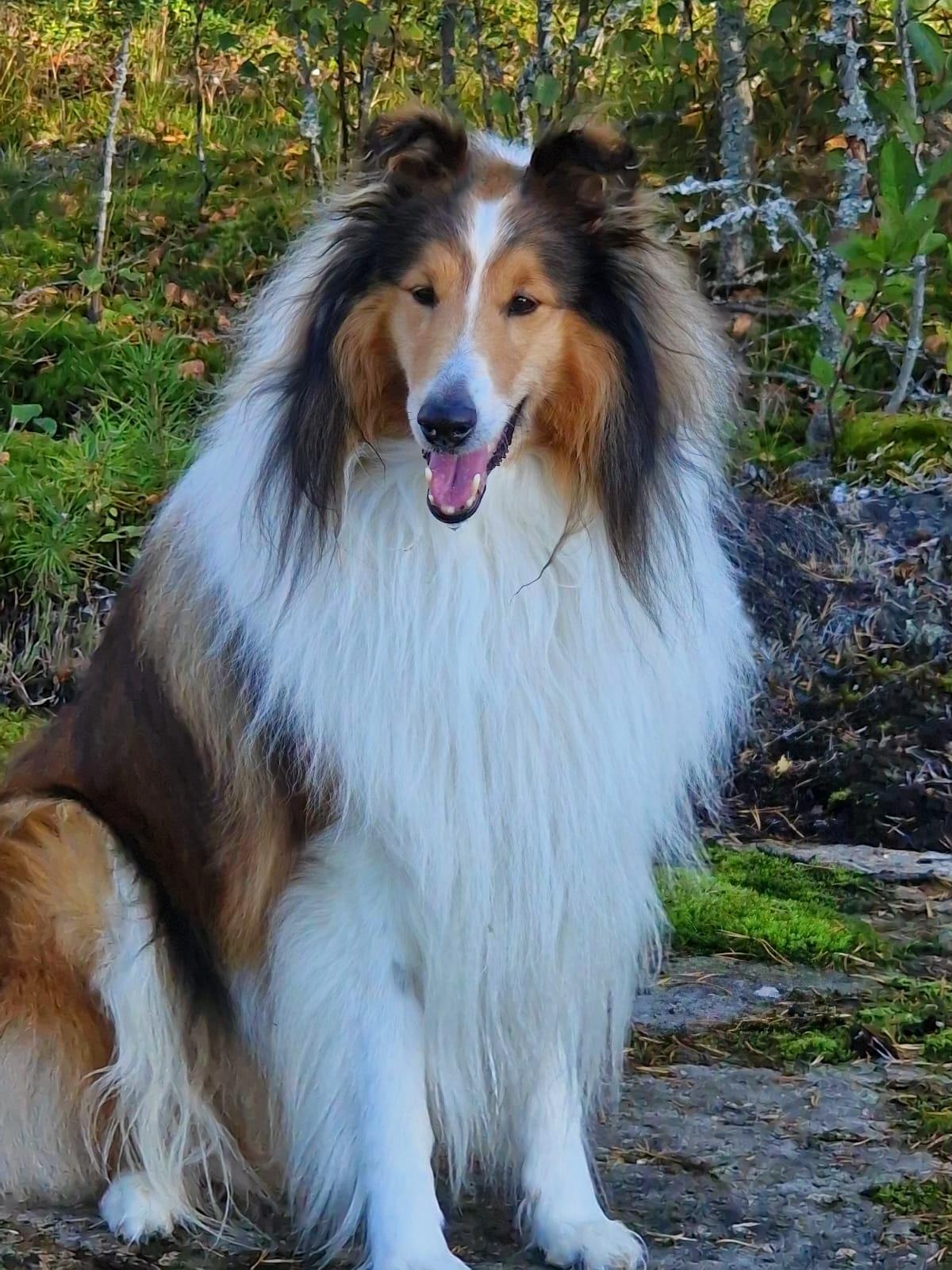 Pitkäkarvainen collie, Goldentroll´s Diamond Of The Northern Sky