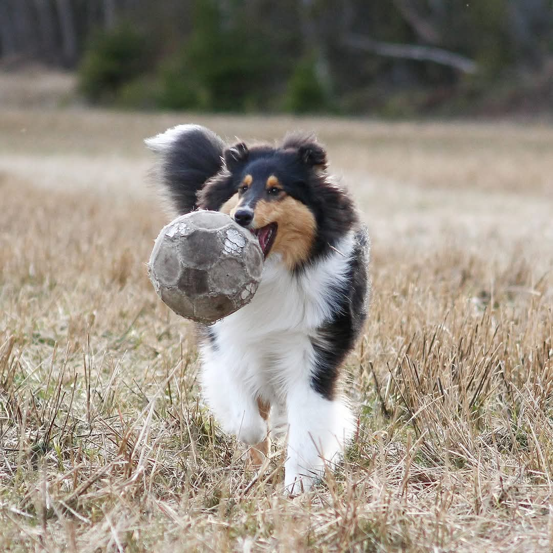 Pitkäkarvainen collie, Irokon Silvershine